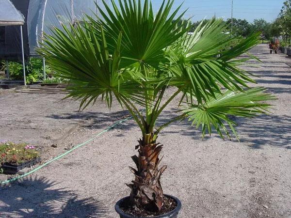 comfortabele omstandigheden voor palmbomen