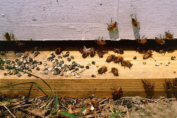 Voor de behandeling van ascosferose van bijen worden Askosan en Unisan gebruikt