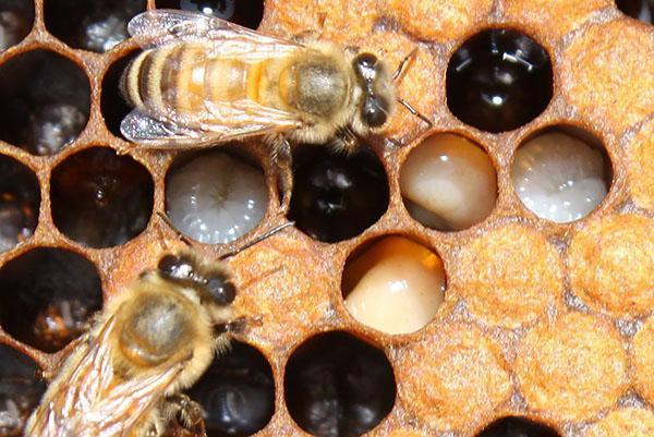 Nederlaag van bijen met vuilbroed