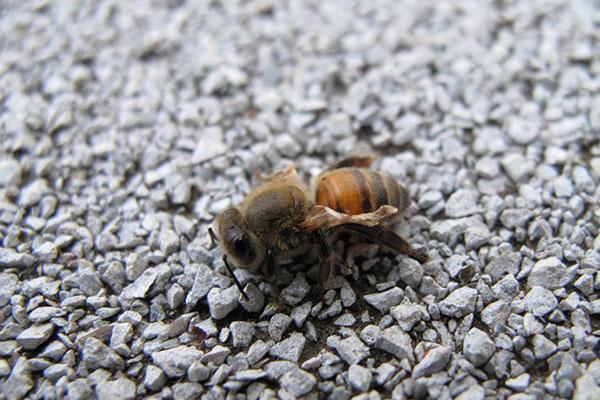 Voor ziekten worden bijen behandeld met stinkende gouwe