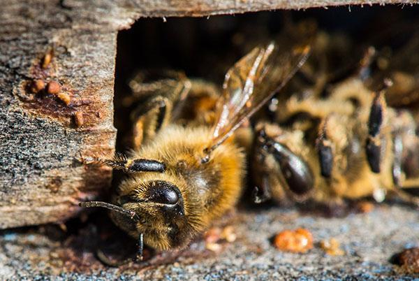 Lozeval wordt gebruikt om de immuniteit van bijen te verhogen.