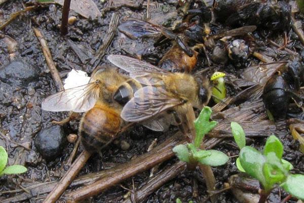 Overtreding van de regels voor het houden van bijen leidt tot hun ziekte