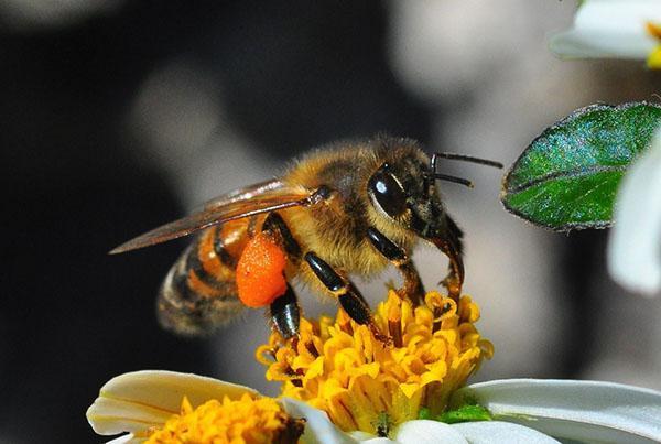 Toxicose veroorzaakt door honingdauw en chemicaliën kan leiden tot de dood van bijen