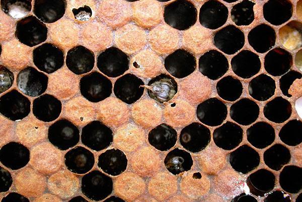 Varroatose van bijen