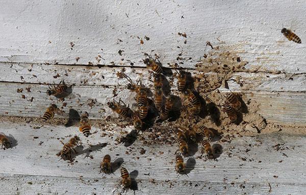 Neusmatose van bijen