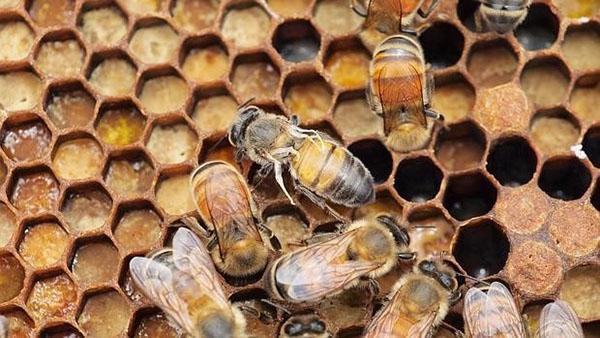 Bijen zijn vatbaar voor verschillende ziekten