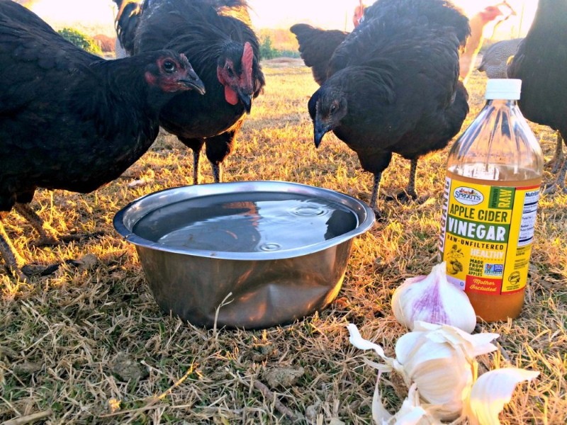 kako zalijevati kokoši radi prevencije