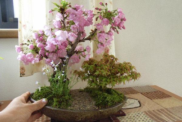 samenstelling van bonsai