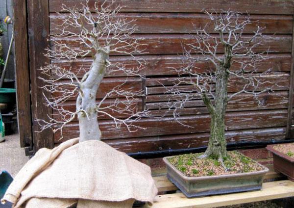 bonsai in de winter