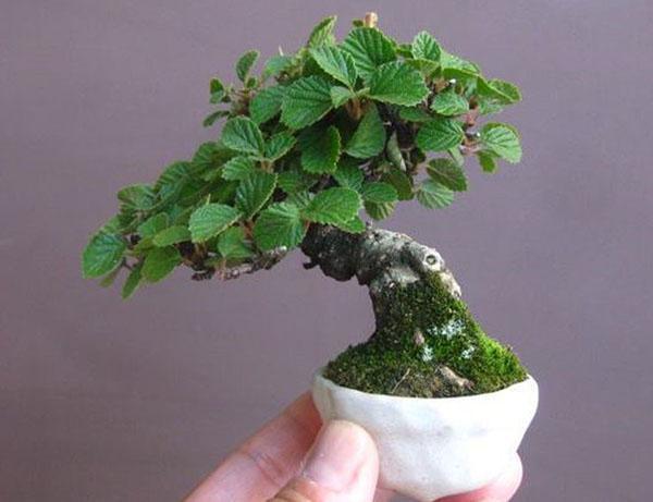 miniatuur hoogwaardige plant
