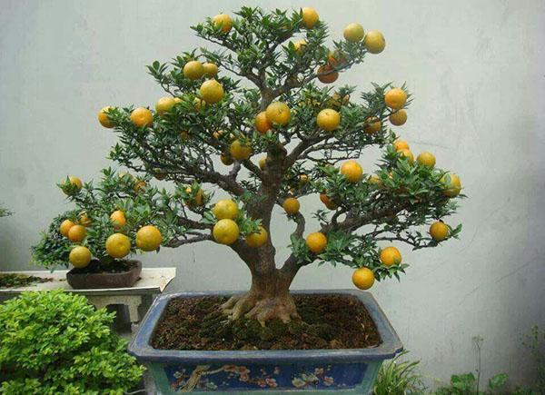 bonsai citroen