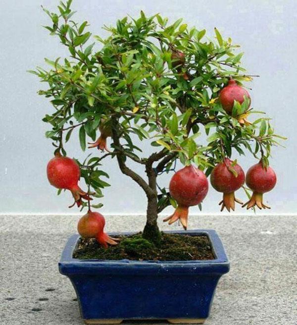 bonsai granaatappel