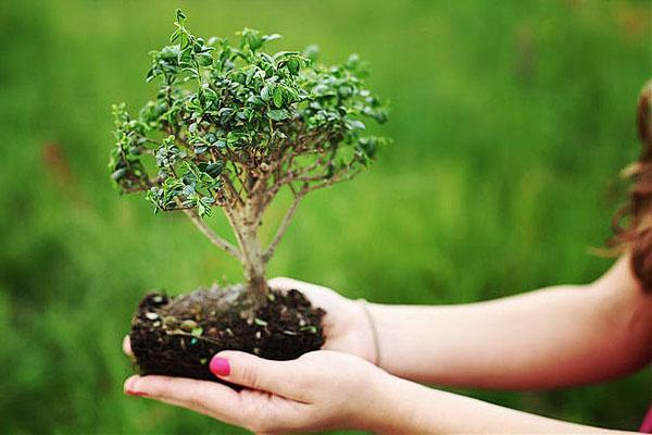 bonsai - een boom in het klein