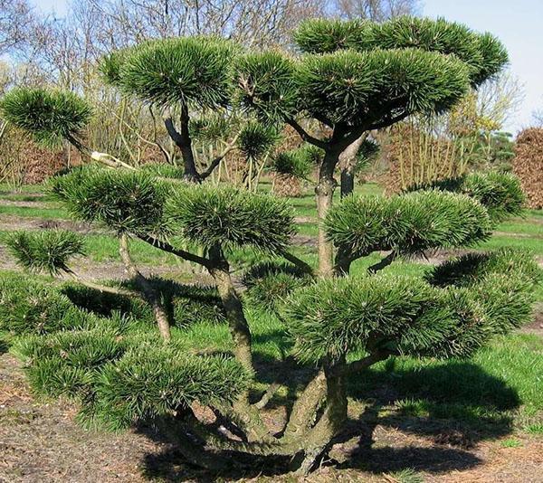 izvorni bonsai bor