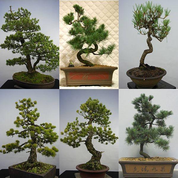 ideje bonsai bora