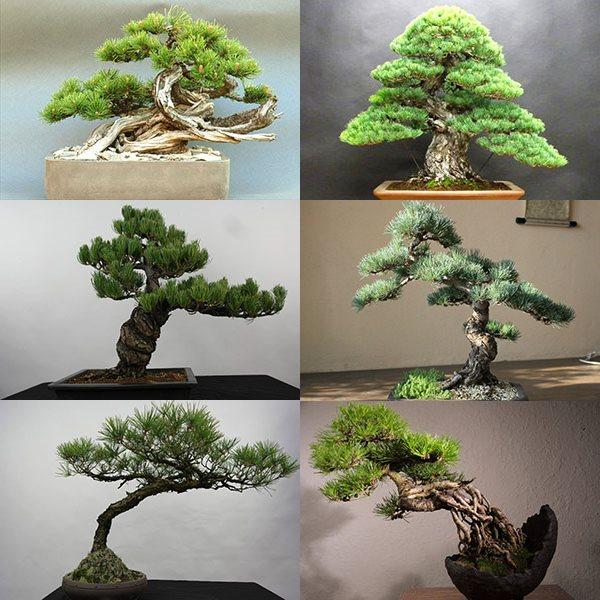 ukras bonsai bora