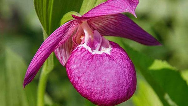 damesslipper in orchideebloemvorm