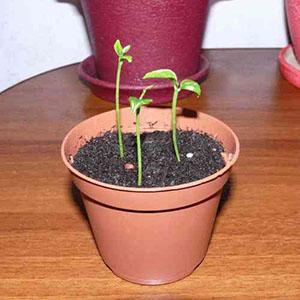 Uzgoj bugenvilije iz sjemena