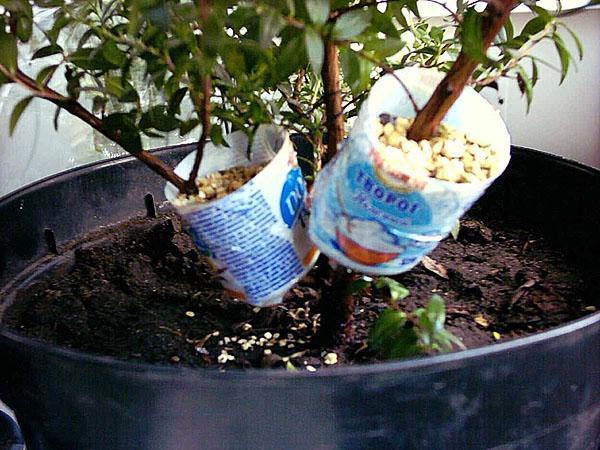 Jedan od načina uzgoja bugenvilije
