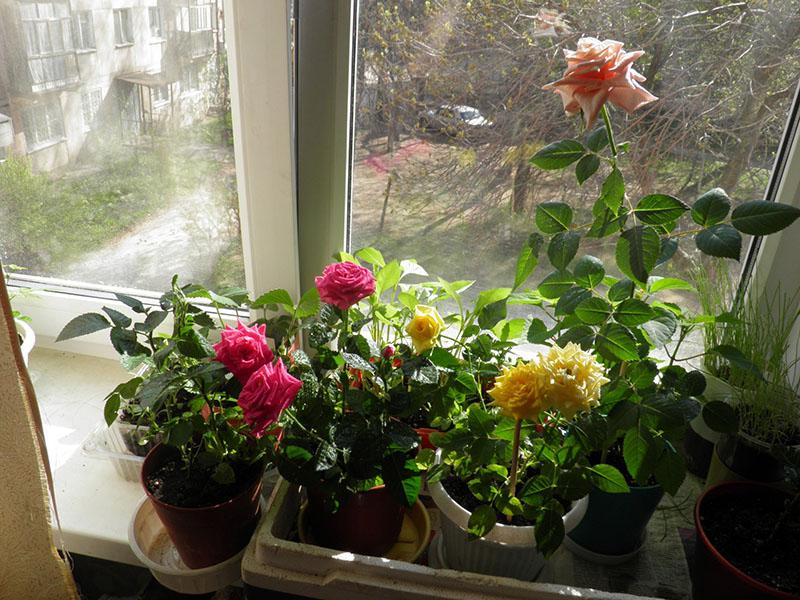voorwaarden voor het thuis kweken van rozen