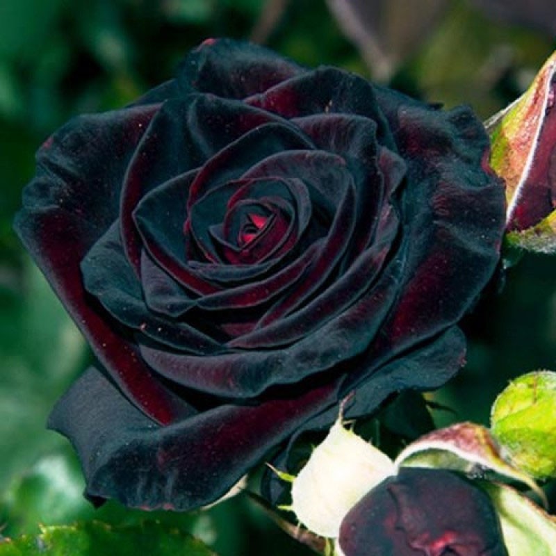 Zwarte Baccarat-rozenbloem gekweekt in warme klimaten