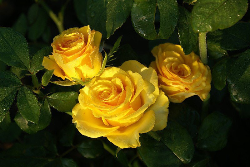 kenmerken van kerio rozen
