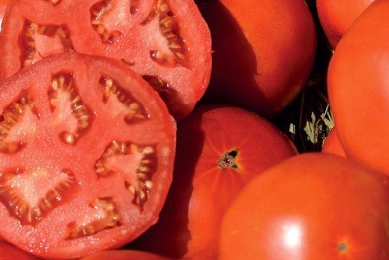 tomaat fruit cutaway