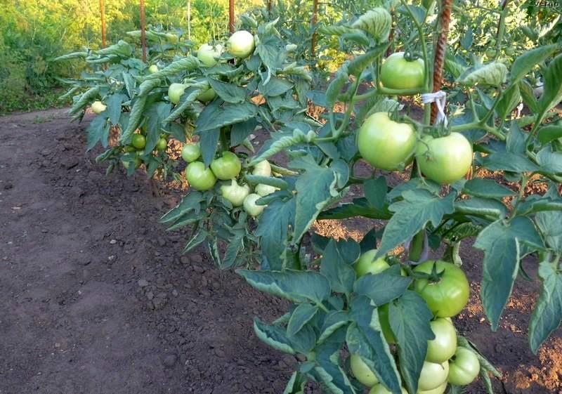 het kweken van bobcat-tomaat in het open veld