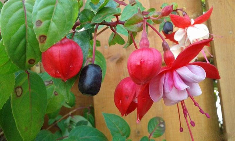 fuchsia bloemen en fruit