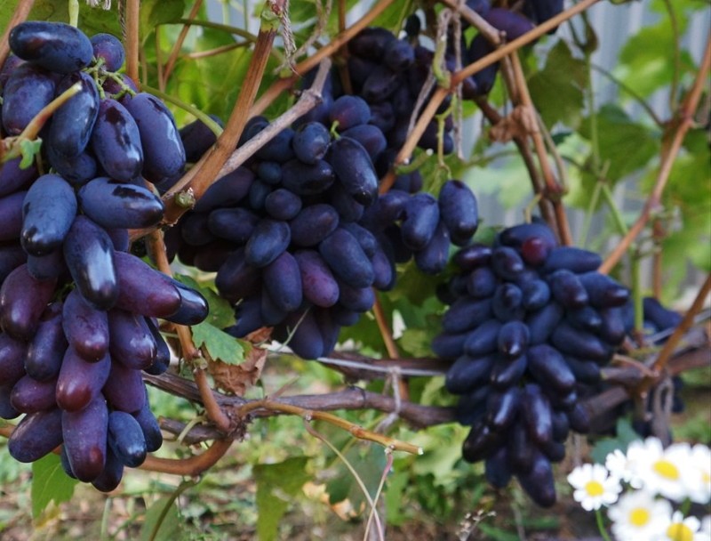 romeo-druiven