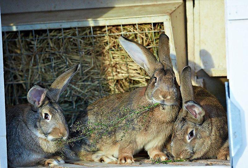 čime hraniti zečeve za dobru prehranu
