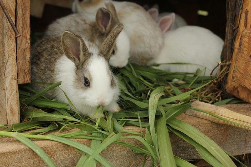 kako hraniti zečeve ovisno o godišnjem dobu