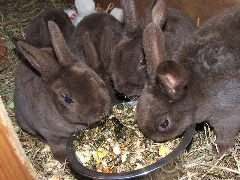 čime hraniti zečeve