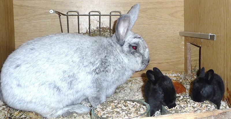kako hraniti zečeve i zečeve