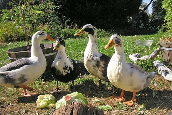 Osim žitarica, patke konzumiraju puno trave.