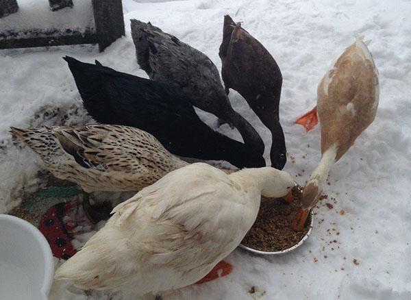 Hranjenje pataka zimi