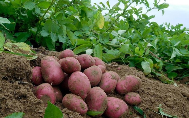 beschrijving van het aardappelras ilyinsky