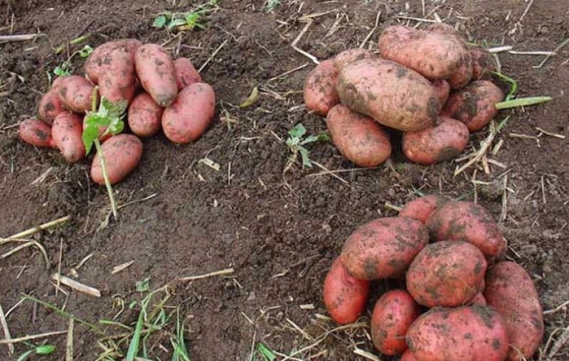 voordelen van ilyinsky-aardappelen