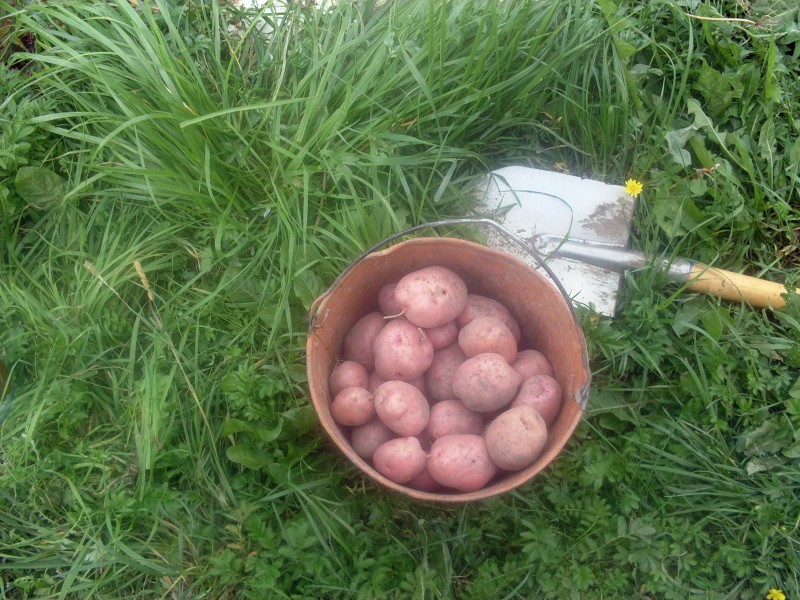 Ilyinsky-aardappelen