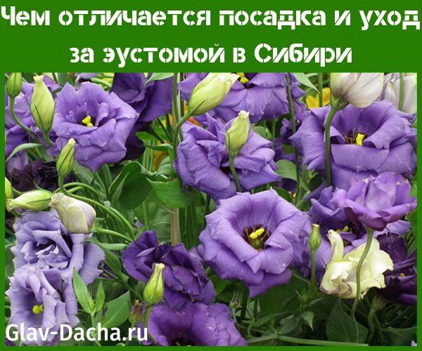 Eustoma planten en verzorgen in Siberië