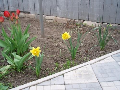 hoe narcissen en tulpen te voeren in het voorjaar?