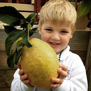 Met behulp van citroen kunt u de immuniteit van het kind verhogen.
