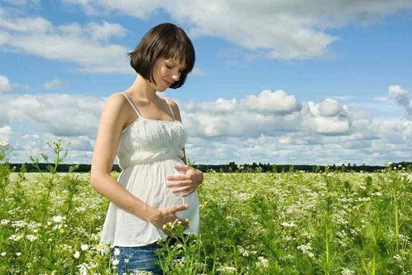 zwangere vrouwen zijn gecontra-indiceerd in duizendblad