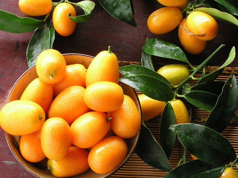 zašto je kumquat koristan?