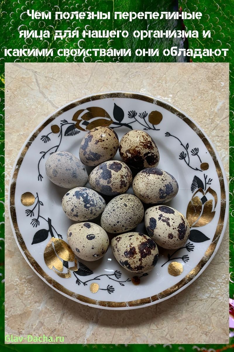 kako su jaja prepelice korisna?