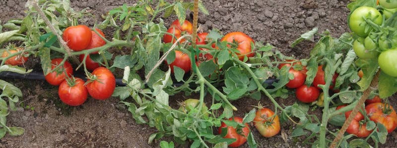 tomaat Mongoolse dwerg in een open tuin