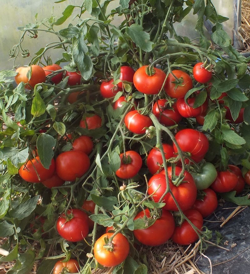 kenmerken van de zorg voor tomaten