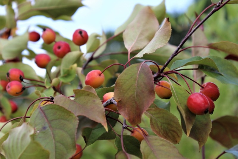 plodovi ukrasnog stabla jabuke rudolph