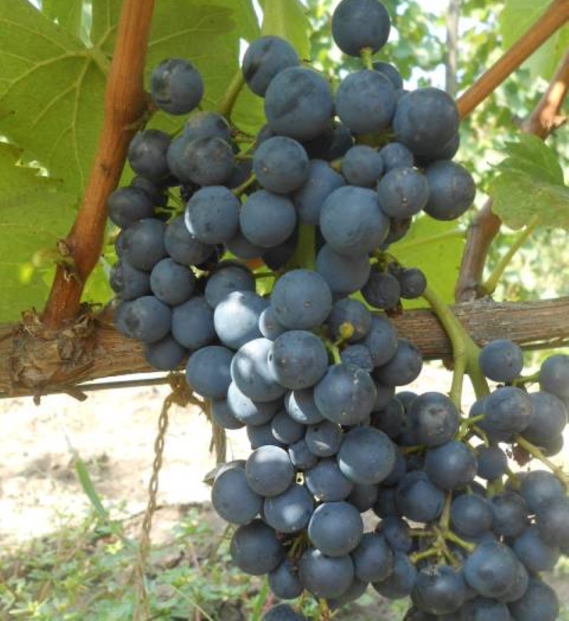 beschrijving van de druivensoort Krasnostop