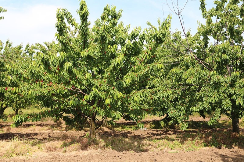 stablo trešnje srednje veličine